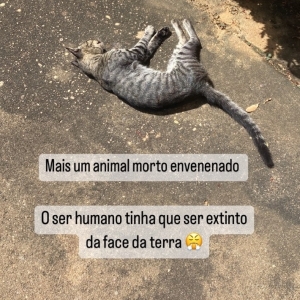Moradores afirmam que gatos e cães estão sendo envenenados e mortos em Pedro Afonso